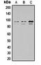 Signal Transducer And Activator Of Transcription 1 antibody, orb334796, Biorbyt, Western Blot image 