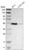 Na(+)/H(+) exchange regulatory cofactor NHE-RF1 antibody, HPA009672, Atlas Antibodies, Western Blot image 