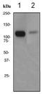 RB Transcriptional Corepressor 1 antibody, TA307721, Origene, Western Blot image 