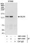 Mitogen-Activated Protein Kinase Kinase Kinase 21 antibody, NBP1-41080, Novus Biologicals, Immunoprecipitation image 