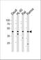 Leukocyte immunoglobulin-like receptor subfamily A member 3 antibody, A06300, Boster Biological Technology, Western Blot image 