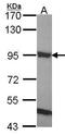 Engulfment And Cell Motility 1 antibody, PA5-28406, Invitrogen Antibodies, Western Blot image 