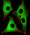 Ribosomal Protein L18 antibody, orb304559, Biorbyt, Immunofluorescence image 