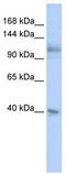 hMSH2 antibody, TA346018, Origene, Western Blot image 