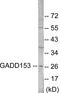 DNA Damage Inducible Transcript 3 antibody, EKC1609, Boster Biological Technology, Western Blot image 