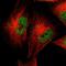 CCAAT Enhancer Binding Protein Epsilon antibody, NBP1-85446, Novus Biologicals, Immunofluorescence image 