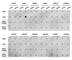 Histone H3.1t antibody, A2355, ABclonal Technology, Dot Blot image 