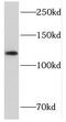 Cadherin 3 antibody, FNab06187, FineTest, Western Blot image 