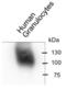 Carcinoembryonic Antigen Related Cell Adhesion Molecule 8 antibody, NBP2-54627, Novus Biologicals, Western Blot image 