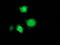 RNA-binding protein Musashi homolog 1 antibody, TA502198, Origene, Immunofluorescence image 