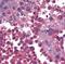 T-Complex 1 antibody, MA1-90088, Invitrogen Antibodies, Immunohistochemistry paraffin image 