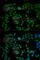 VAMP Associated Protein B And C antibody, A5363, ABclonal Technology, Immunofluorescence image 