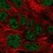 Protein O-Glucosyltransferase 3 antibody, NBP2-57081, Novus Biologicals, Immunofluorescence image 