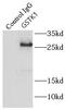 Glutathione S-transferase kappa 1 antibody, FNab03691, FineTest, Immunoprecipitation image 
