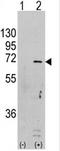 Protein Kinase AMP-Activated Catalytic Subunit Alpha 1 antibody, AP13965PU-N, Origene, Western Blot image 