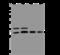 Proteasome 26S Subunit, Non-ATPase 9 antibody, 204387-T44, Sino Biological, Western Blot image 