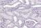 Sp8 Transcription Factor antibody, NBP2-49109, Novus Biologicals, Immunohistochemistry paraffin image 