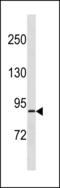 Ribosomal Protein S6 Kinase A4 antibody, LS-C203841, Lifespan Biosciences, Western Blot image 