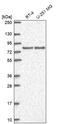 Disks large homolog 3 antibody, PA5-67491, Invitrogen Antibodies, Western Blot image 