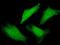 CUGBP Elav-Like Family Member 4 antibody, H00056853-B01P, Novus Biologicals, Immunocytochemistry image 