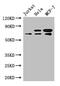 Integrator Complex Subunit 9 antibody, CSB-PA011767LA01HU, Cusabio, Western Blot image 