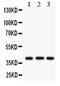 HLA-A antibody, PA5-79366, Invitrogen Antibodies, Western Blot image 