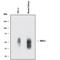 DLK-1 antibody, MAB8634, R&D Systems, Western Blot image 