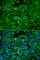 Myotubularin-related protein 4 antibody, A7761, ABclonal Technology, Immunofluorescence image 