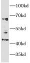 Myocyte Enhancer Factor 2C antibody, FNab05104, FineTest, Western Blot image 