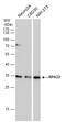 Replication Protein A2 antibody, GTX70243, GeneTex, Western Blot image 