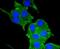Neuropilin 1 antibody, NBP2-67539, Novus Biologicals, Immunofluorescence image 