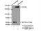 Dedicator Of Cytokinesis 1 antibody, 23421-1-AP, Proteintech Group, Immunoprecipitation image 