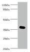 Eukaryotic translation initiation factor 3 subunit G antibody, A50620-100, Epigentek, Western Blot image 