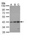 C-C Motif Chemokine Receptor 6 antibody, GTX109647, GeneTex, Western Blot image 