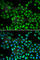 Proteasome subunit beta type-1 antibody, A1043, ABclonal Technology, Immunofluorescence image 