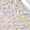 Cholinergic Receptor Nicotinic Alpha 7 Subunit antibody, orb135278, Biorbyt, Immunohistochemistry paraffin image 