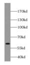 DISC1 Scaffold Protein antibody, FNab02397, FineTest, Western Blot image 
