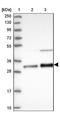 Steroid Receptor RNA Activator 1 antibody, NBP2-48816, Novus Biologicals, Western Blot image 