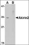 Akirin-2 antibody, orb89191, Biorbyt, Western Blot image 