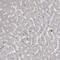 Family With Sequence Similarity 83 Member B antibody, PA5-56754, Invitrogen Antibodies, Immunohistochemistry frozen image 