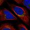 Zinc Finger Protein 502 antibody, NBP1-82297, Novus Biologicals, Immunofluorescence image 