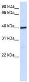  antibody, TA338615, Origene, Western Blot image 