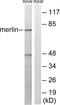 SCH antibody, LS-C199255, Lifespan Biosciences, Western Blot image 
