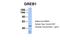 Protein GREB1 antibody, ARP34733_P050, Aviva Systems Biology, Western Blot image 