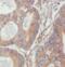 Creatine Kinase B antibody, FNab01959, FineTest, Immunohistochemistry frozen image 