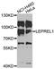 Prolyl 3-Hydroxylase 2 antibody, PA5-76337, Invitrogen Antibodies, Western Blot image 