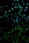 Bmk1 antibody, GTX55608, GeneTex, Immunofluorescence image 