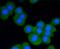 STAT3 antibody, NBP2-67432, Novus Biologicals, Immunofluorescence image 