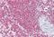 Ribosomal Protein SA antibody, NBP1-59114, Novus Biologicals, Immunohistochemistry frozen image 