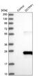 DCTP Pyrophosphatase 1 antibody, PA5-51750, Invitrogen Antibodies, Western Blot image 